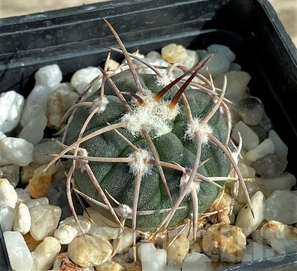 SHPR32043 Gymnocalycium coloradense VS 809 -Los Colorados- - immagine 2