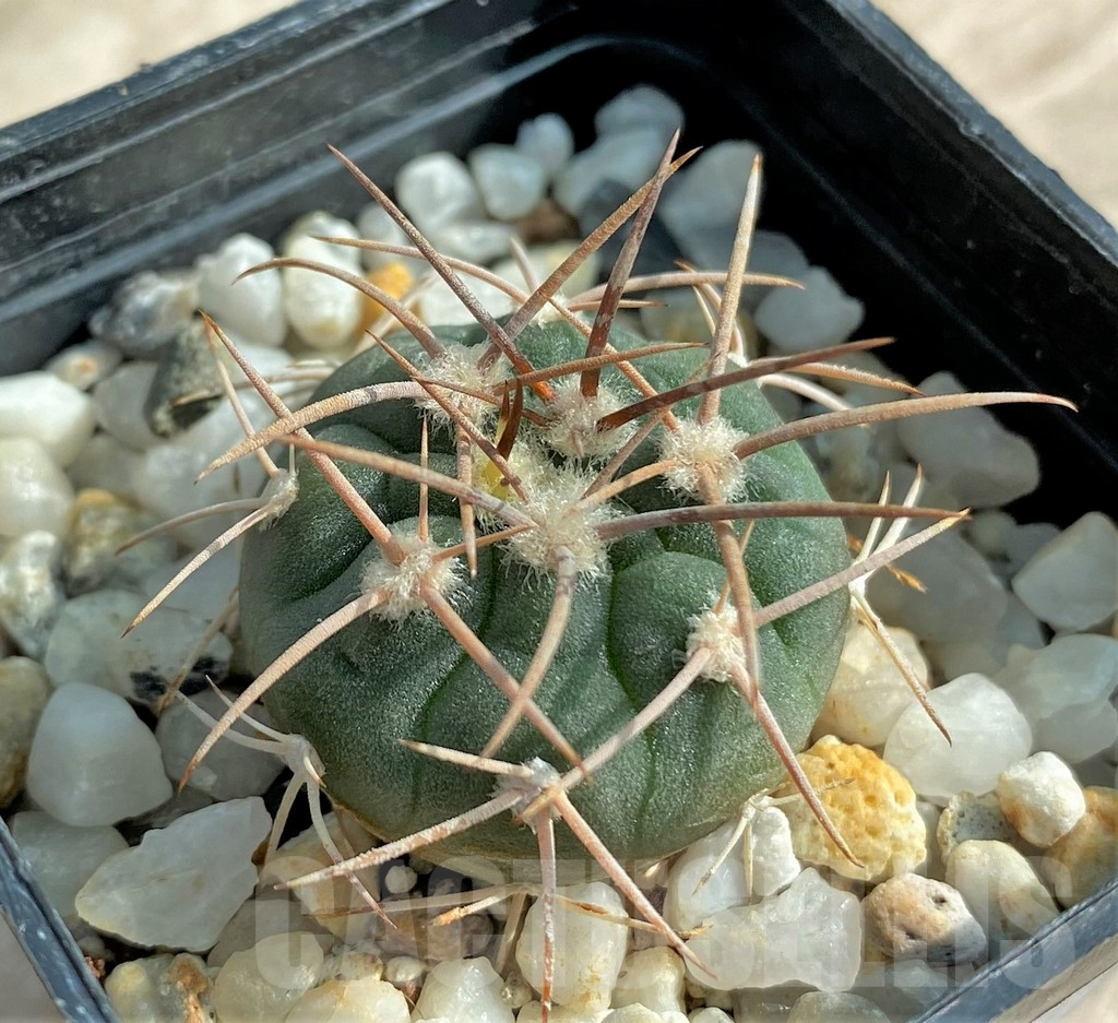 SHPR32044 Gymnocalycium coloradense VS 809 -Los Colorados- - immagine 2
