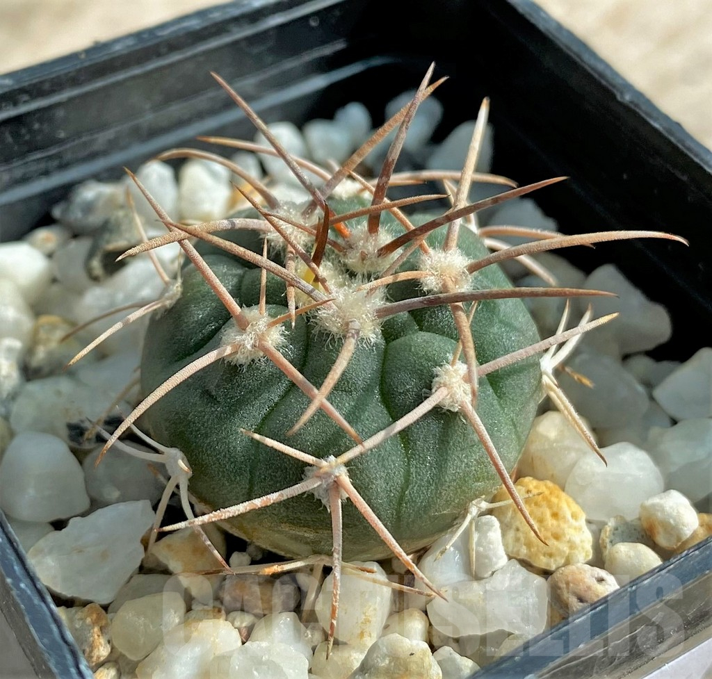 SHPR32044 Gymnocalycium coloradense VS 809 -Los Colorados-