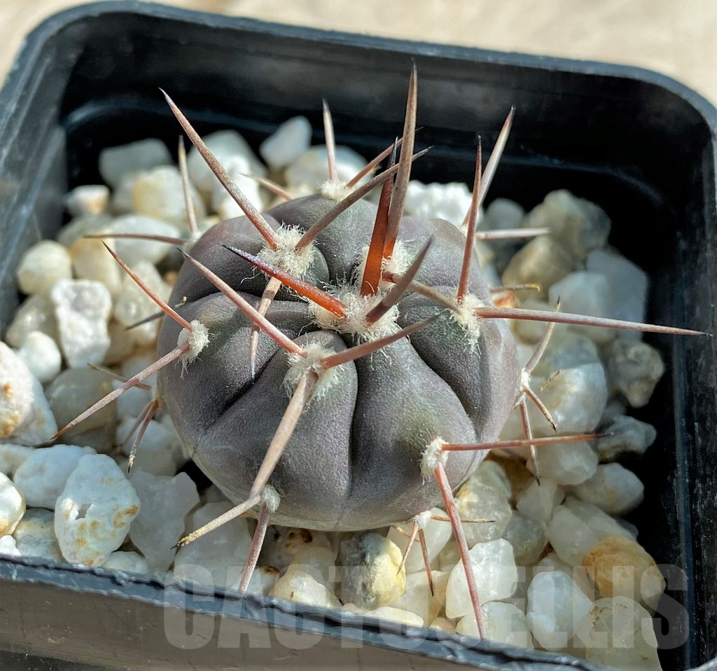 SHPR32045 Gymnocalycium castellanosii v. bozsingianum P205
