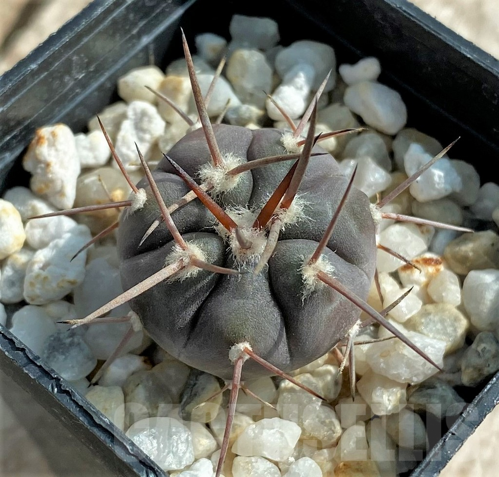 SHPR32045 Gymnocalycium castellanosii v. bozsingianum P205 - immagine 2