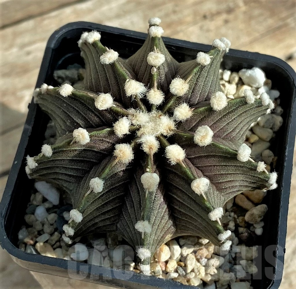 SHPR32046 Gymnocalycium friedrichii VOS 1241 - immagine 2