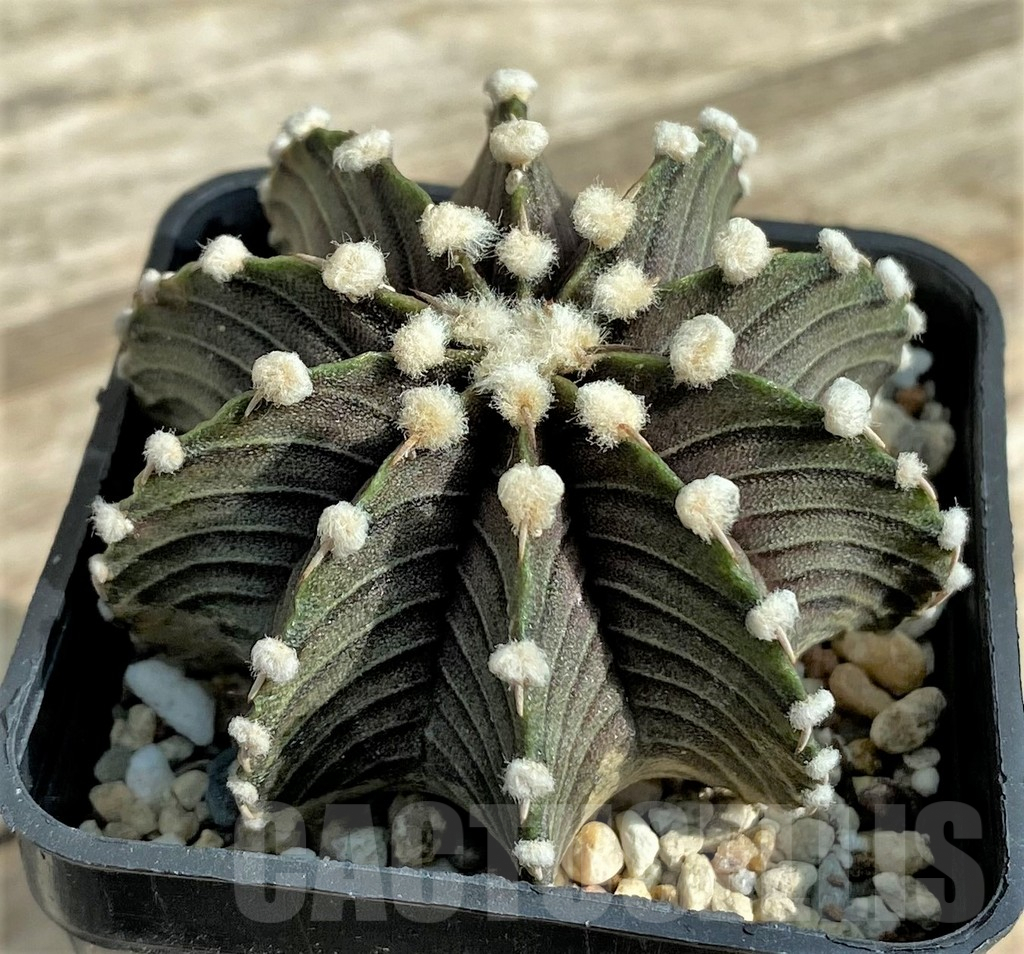 SHPR32046 Gymnocalycium friedrichii VOS 1241