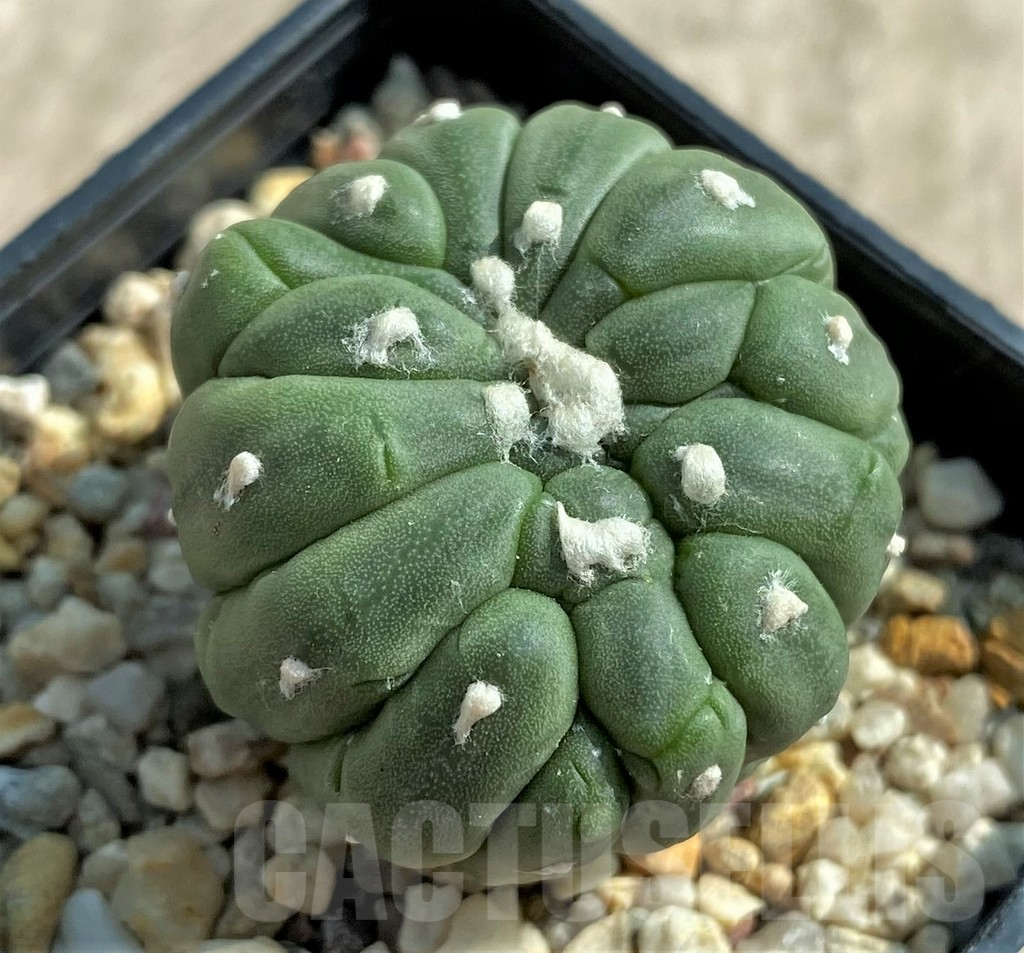 SHPR32051 Astrophytum asterias 'Kikko Lizard Skin' f. cristata