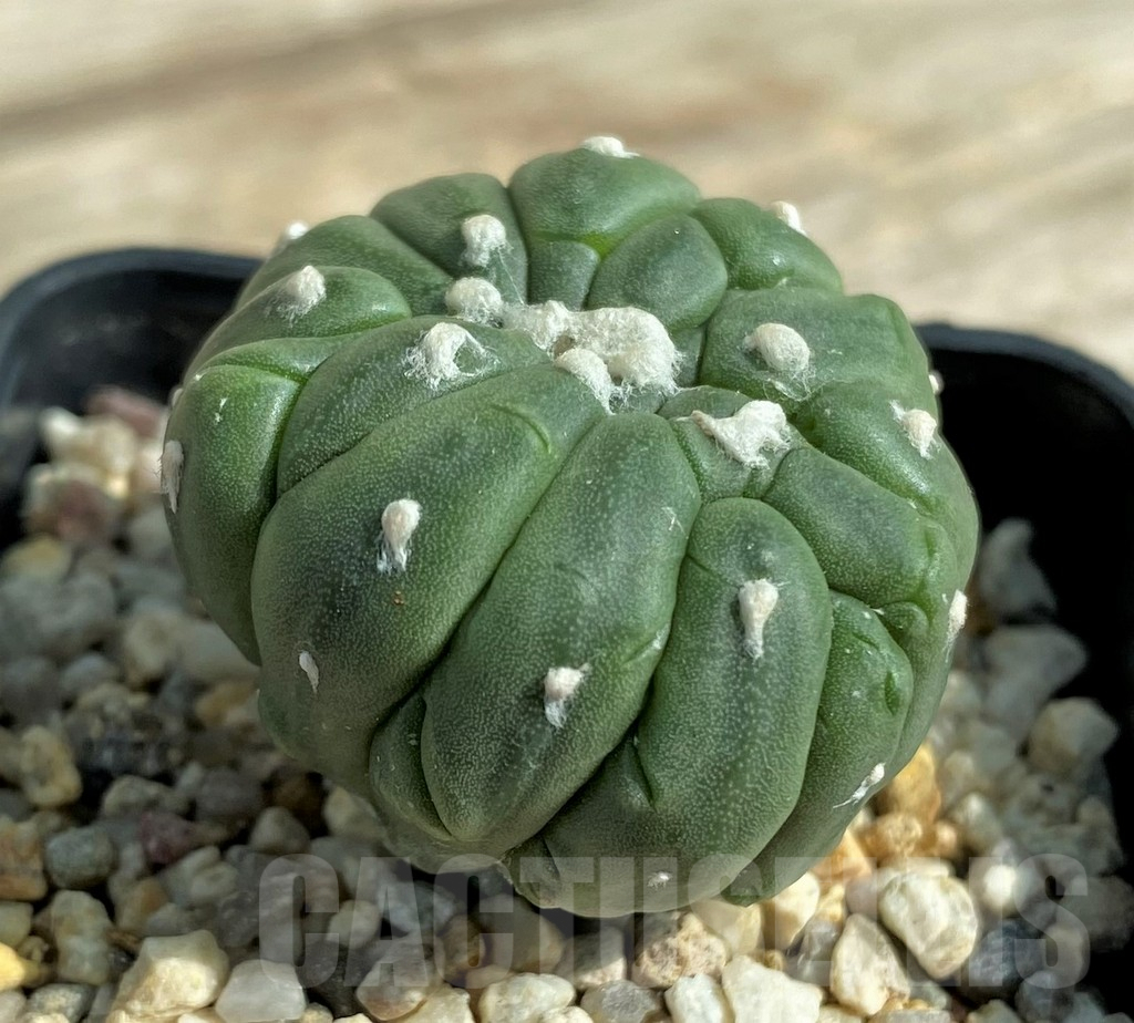 SHPR32051 Astrophytum asterias 'Kikko Lizard Skin' f. cristata - immagine 2