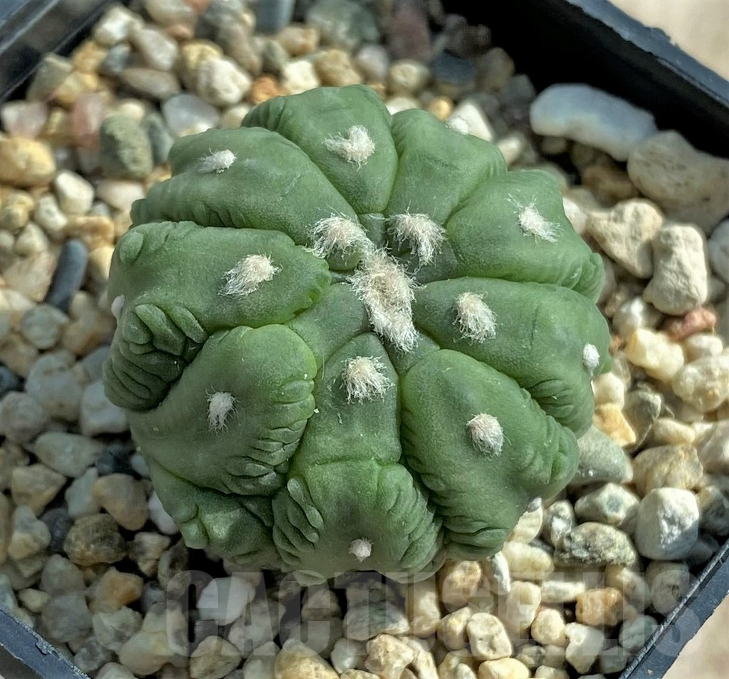 SHPR32052 Astrophytum asterias 'Kikko Lizard Skin'