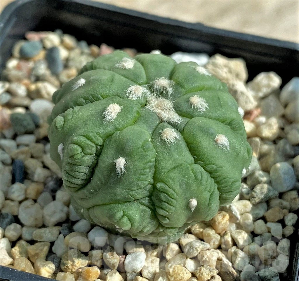 SHPR32052 Astrophytum asterias 'Kikko Lizard Skin' - Obrázek 2