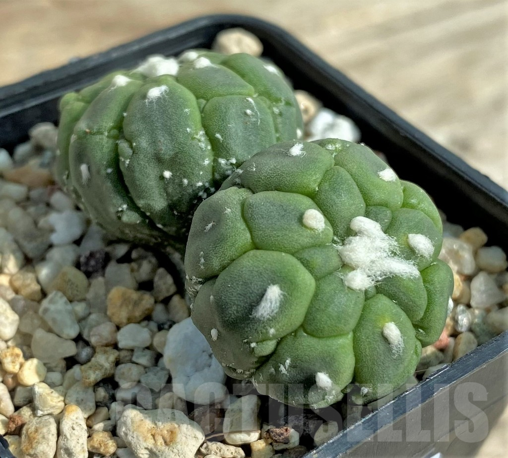 SHPR32053 Astrophytum asterias 'Kikko Lizard Skin'