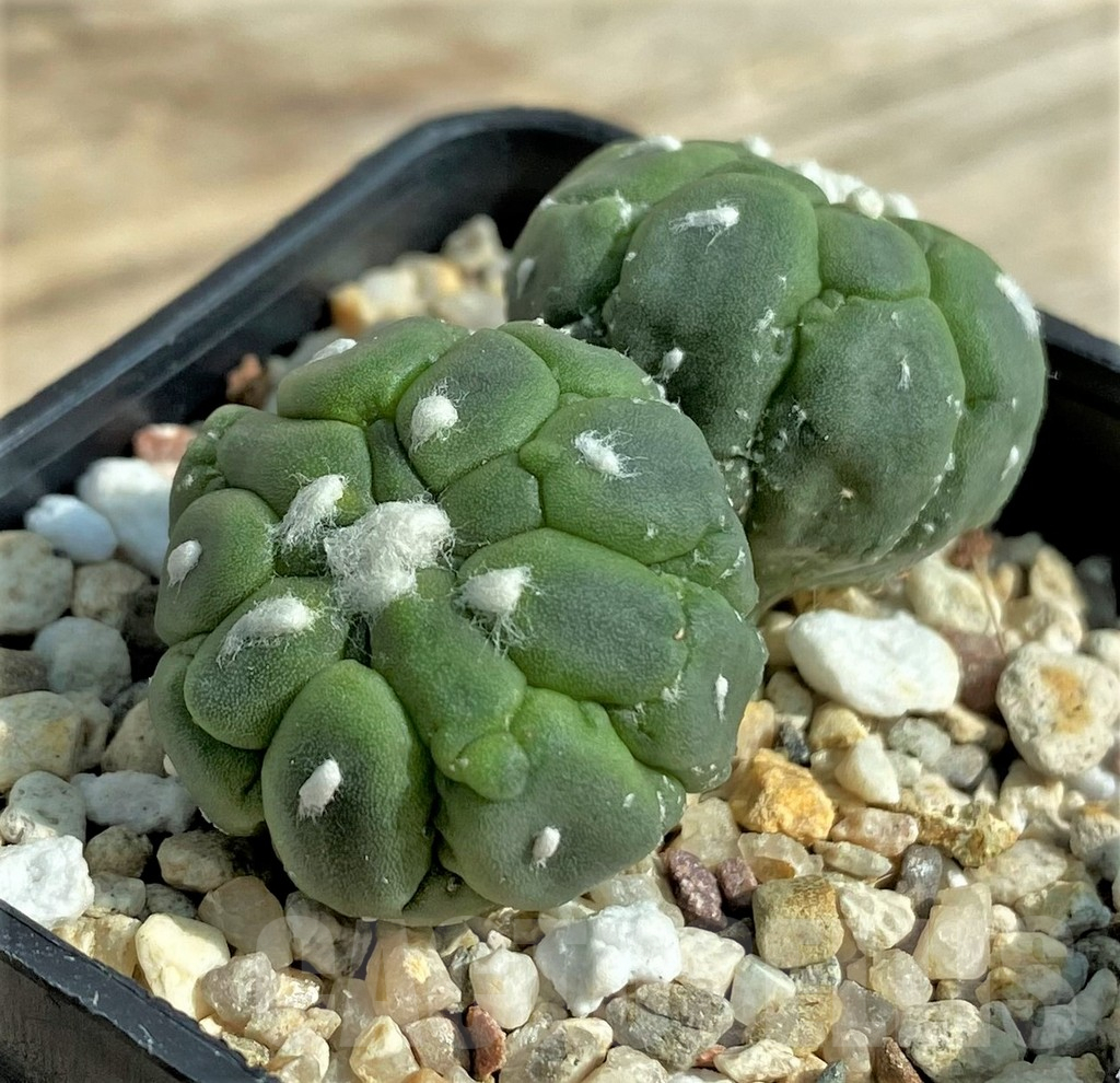 SHPR32053 Astrophytum asterias 'Kikko Lizard Skin' - Obrázek 2