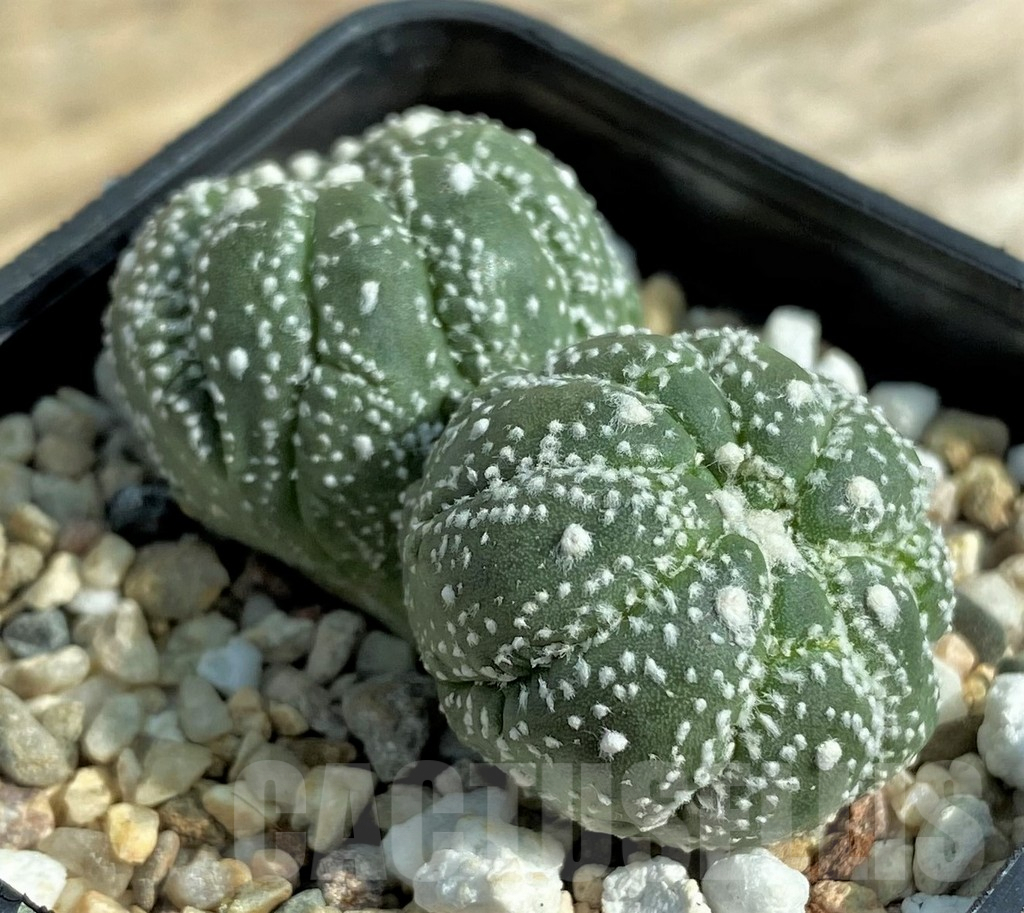 SHPR32054 Astrophytum asterias 'Kikko Lizard Skin' - Obrázek 2