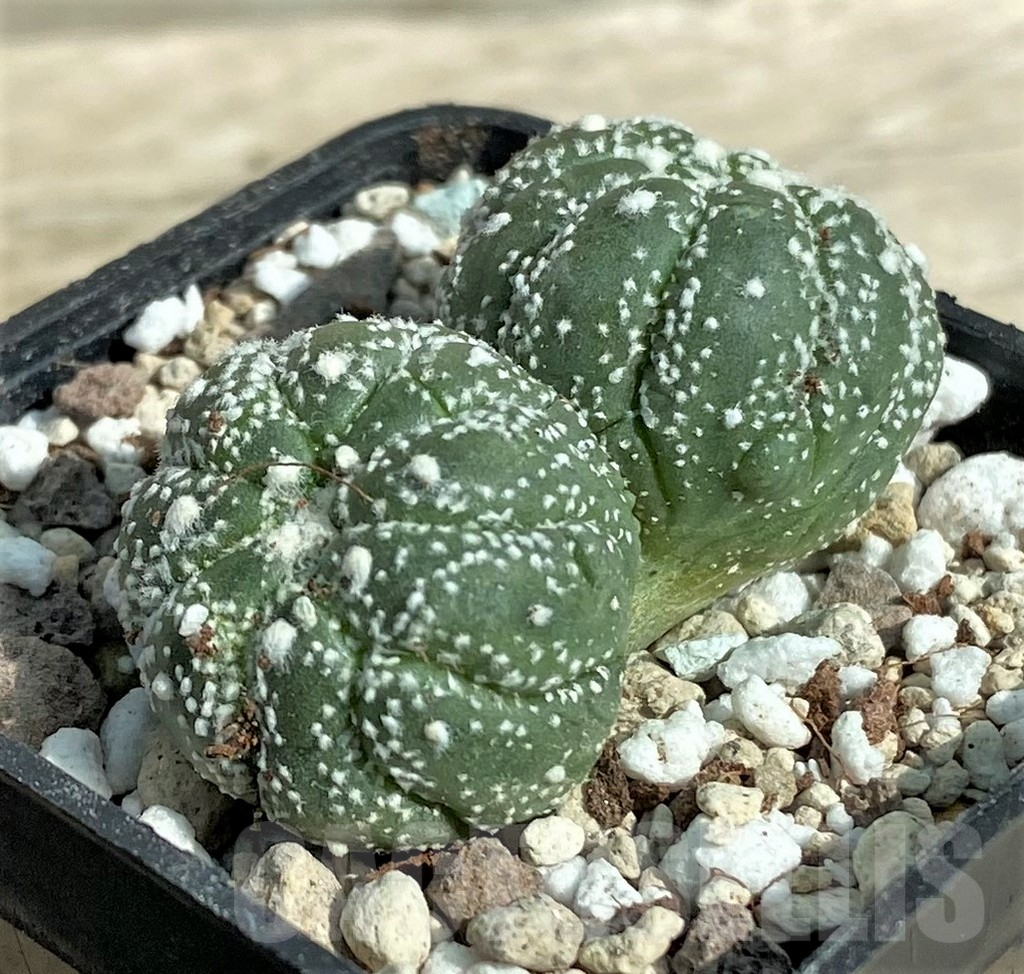 SHPR32054 Astrophytum asterias 'Kikko Lizard Skin'