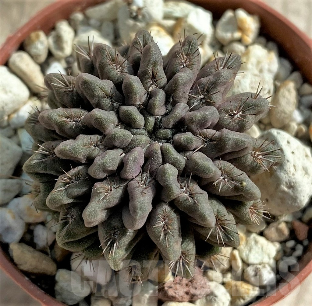 SHPR32055 Neochilenia aff. occulta