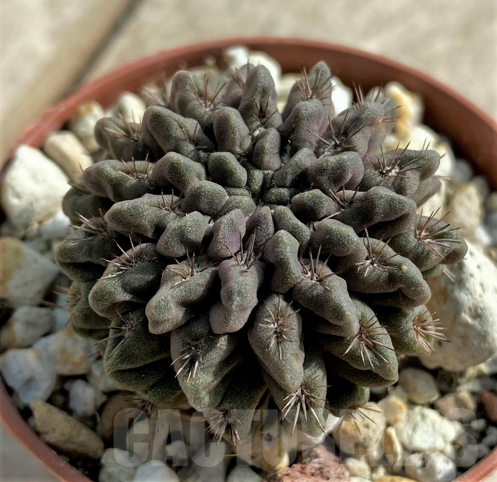 SHPR32055 Neochilenia aff. occulta - Obrázek 2