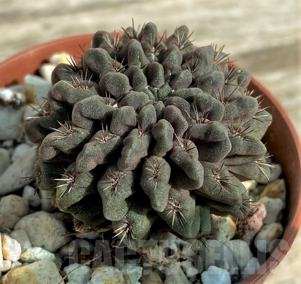 SHPR32055 Neochilenia aff. occulta - Obrázek 3