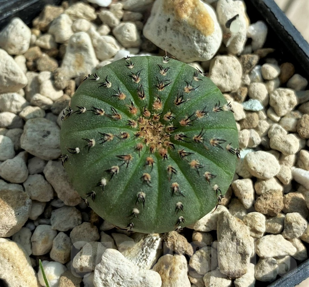 SHPR32056 Frailea asterioides - Obrázek 2