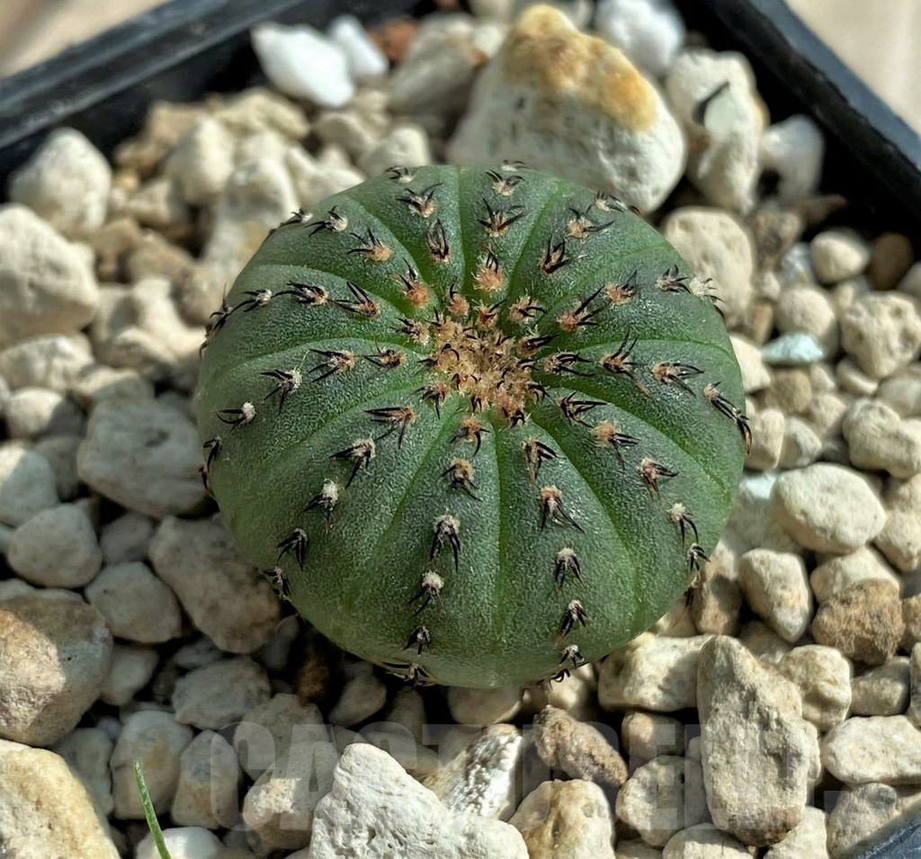 SHPR32056 Frailea asterioides