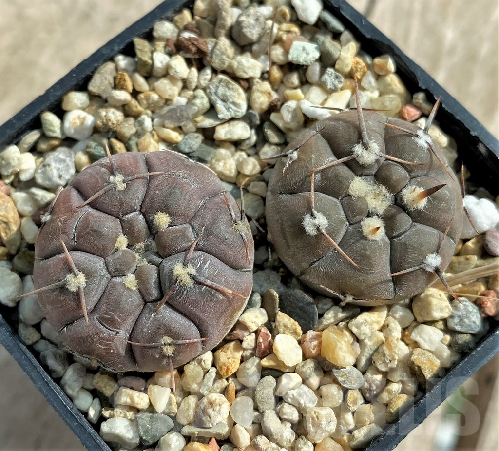 SHPR32057 Gymnocalycium borthii ssp. nogolense VG012, 2 plants