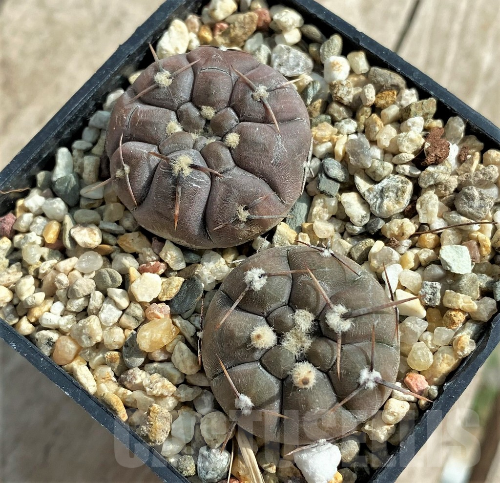 SHPR32057 Gymnocalycium borthii ssp. nogolense VG012, 2 plants - Obrázek 2