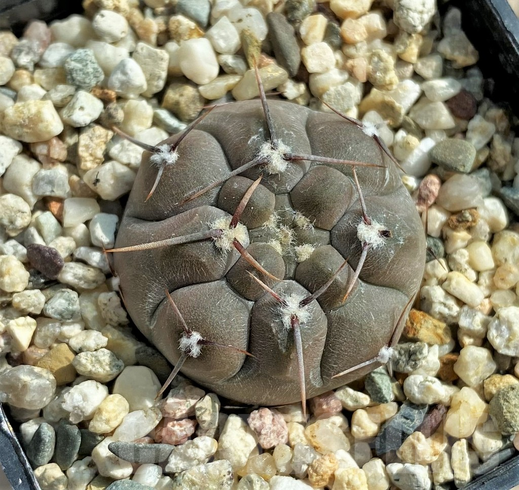 SHPR32058 Gymnocalycium borthii ssp. nogolense VG012