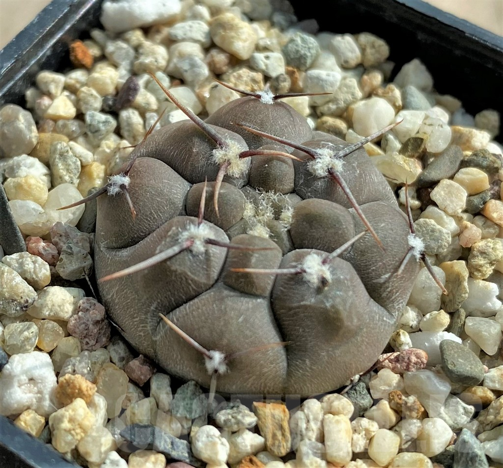 SHPR32058 Gymnocalycium borthii ssp. nogolense VG012 - Obrázek 2