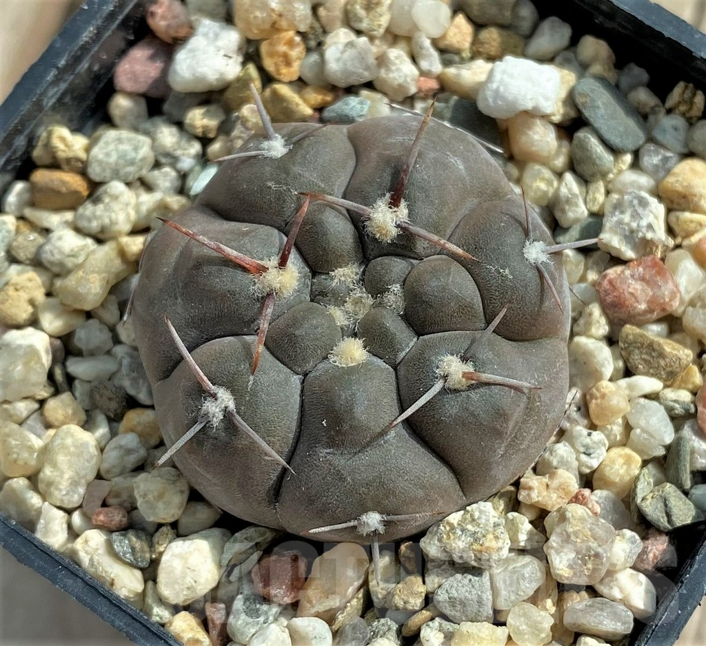 SHPR32059 Gymnocalycium borthii ssp. nogolense VG012 - Imagen 2