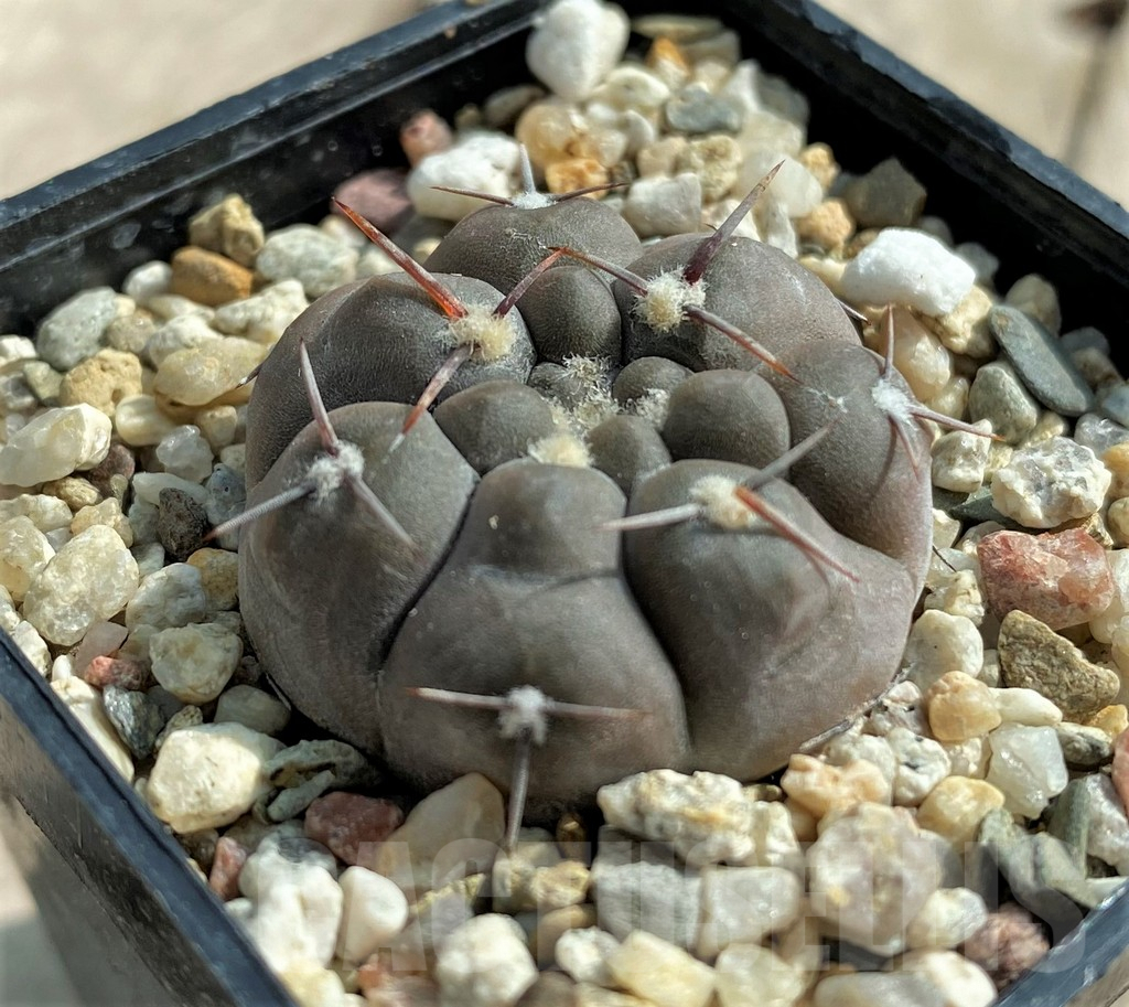 SHPR32059 Gymnocalycium borthii ssp. nogolense VG012