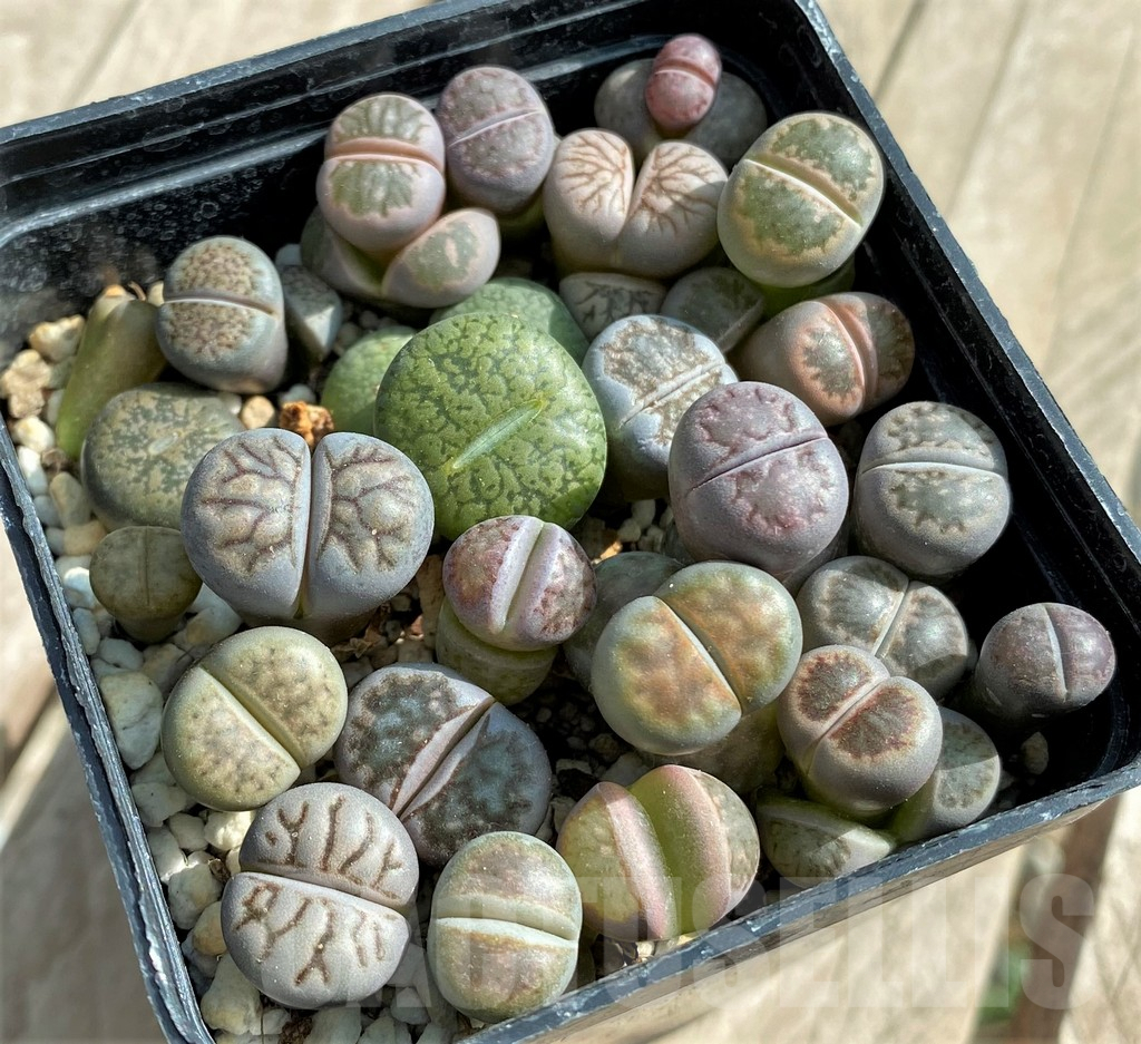 SHPR32062 Lithops mix