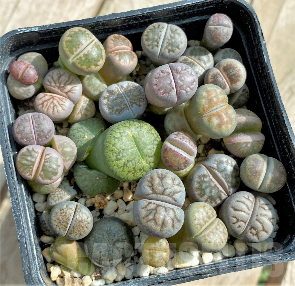 SHPR32062 Lithops mix - Obrázek 2