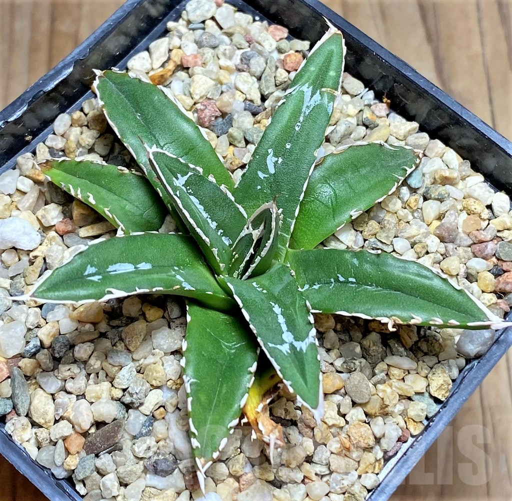 SHPR32066 Agave victoriae-reginae ssp. swobodae, compacta