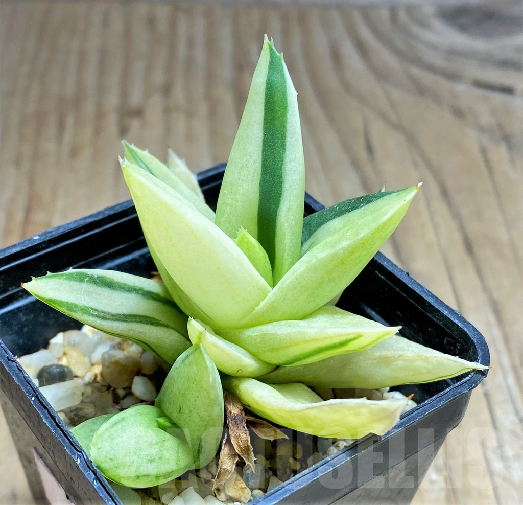 SHPR32069 Alworthia 'Black Gem'