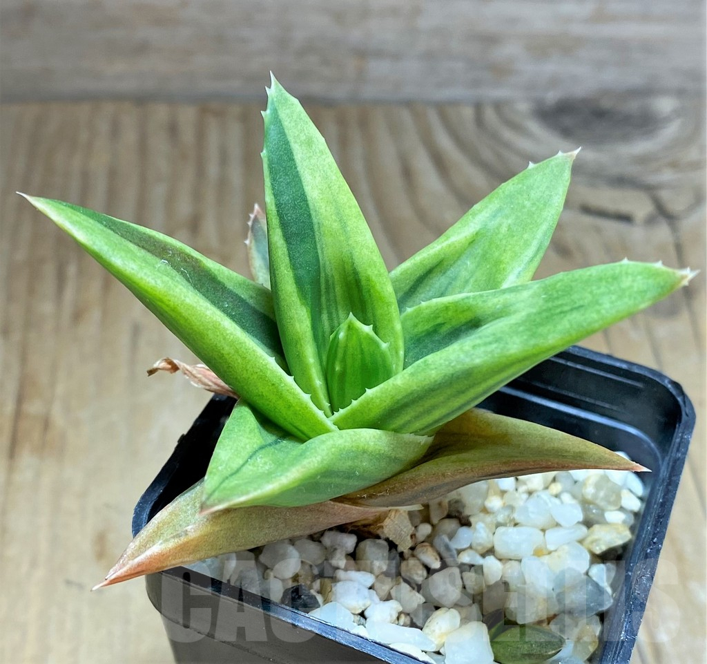 SHPR32070 Alworthia 'Black Gem' - immagine 2