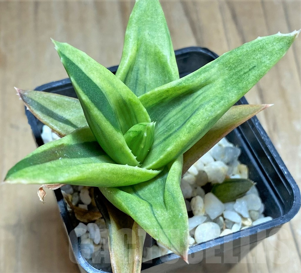 SHPR32070 Alworthia 'Black Gem'