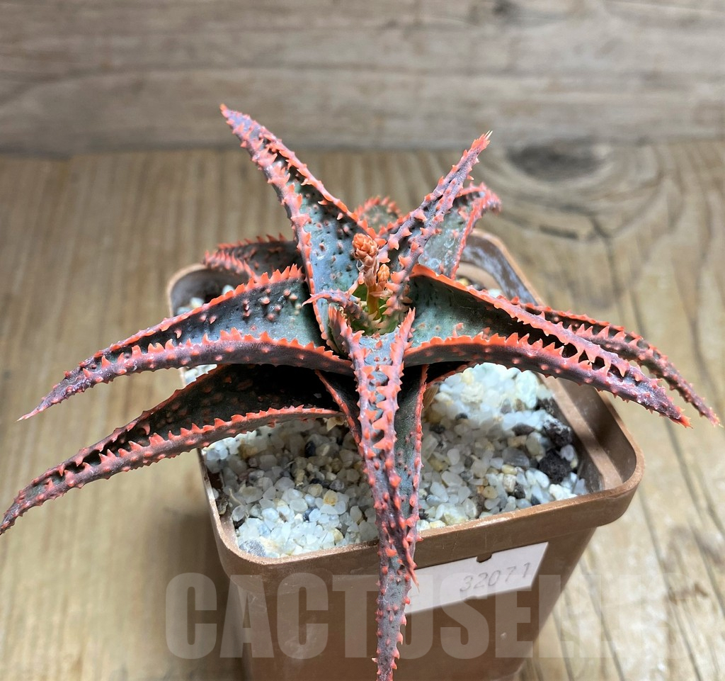 SHPR32071 Aloe hybrid - immagine 2