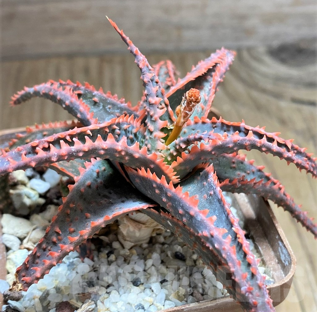 SHPR32071 Aloe hybrid