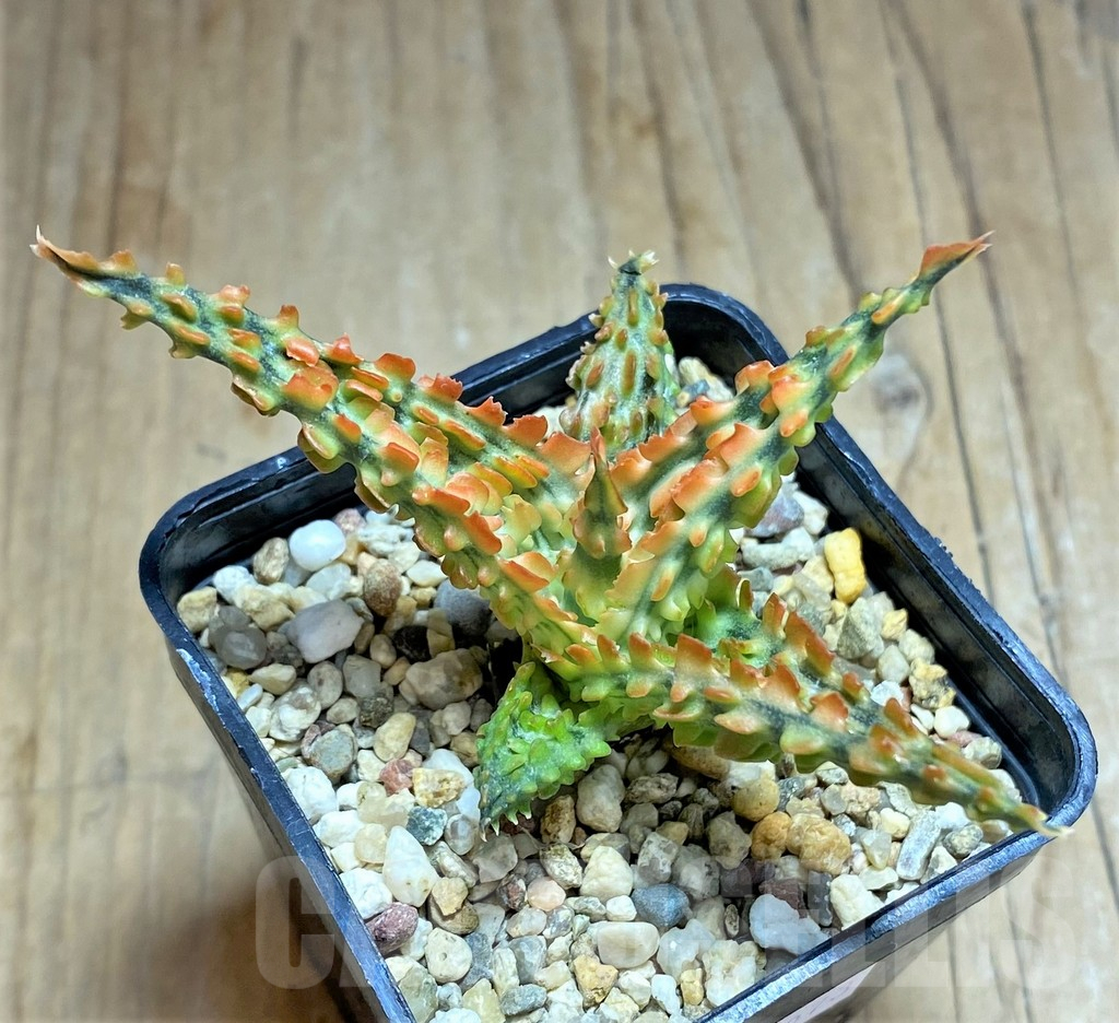 SHPR32073 Aloe TCT hybrid - immagine 2