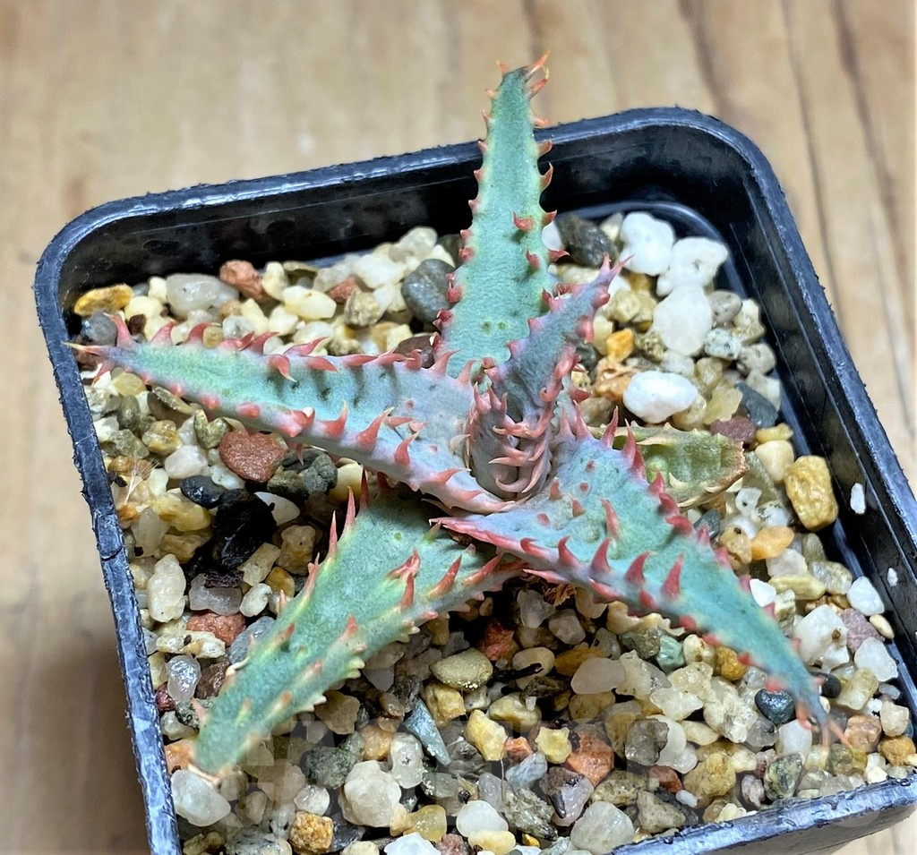 SHPR32075 Aloe TCT hybrid - Image 2