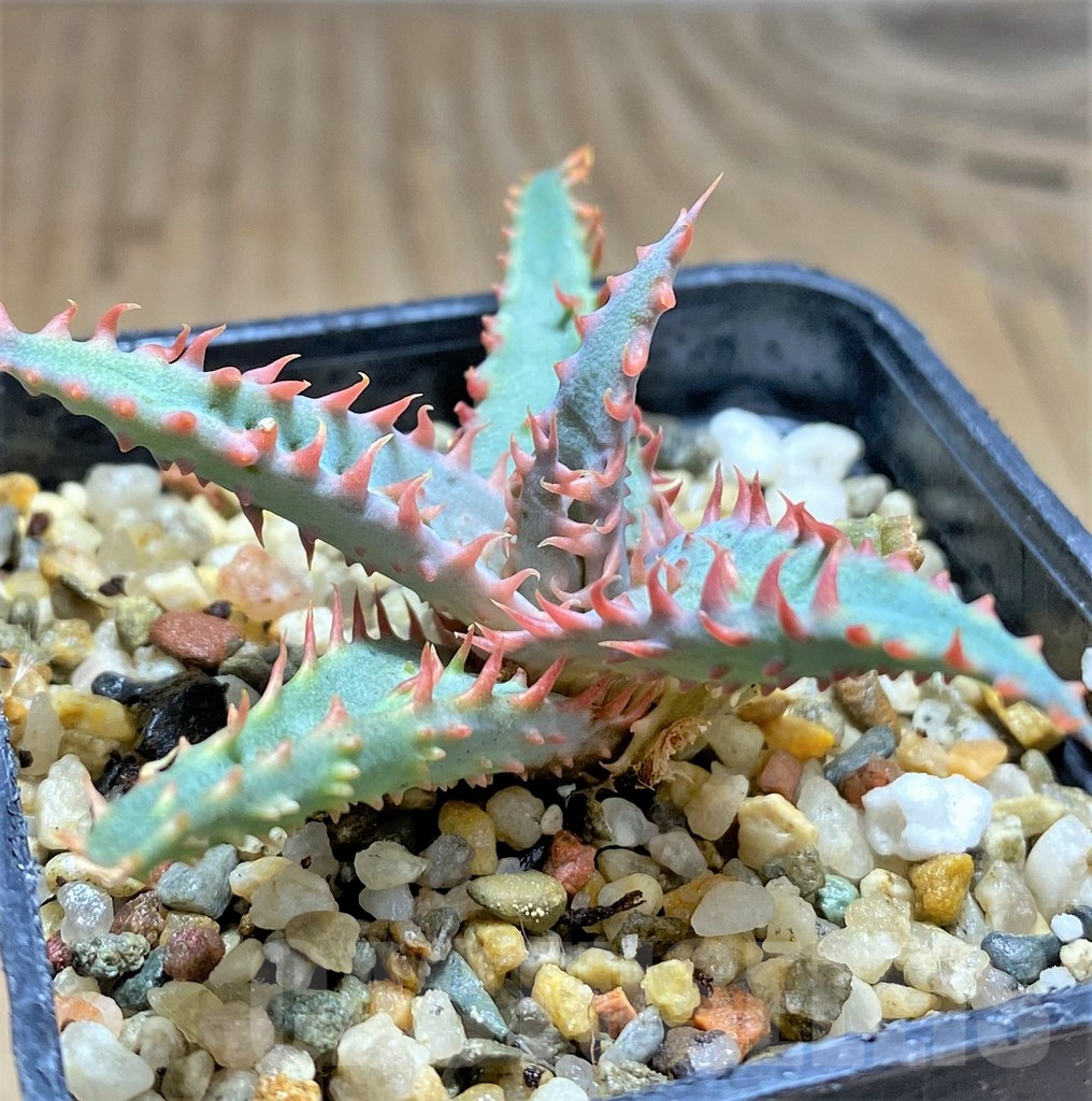 SHPR32075 Aloe TCT hybrid