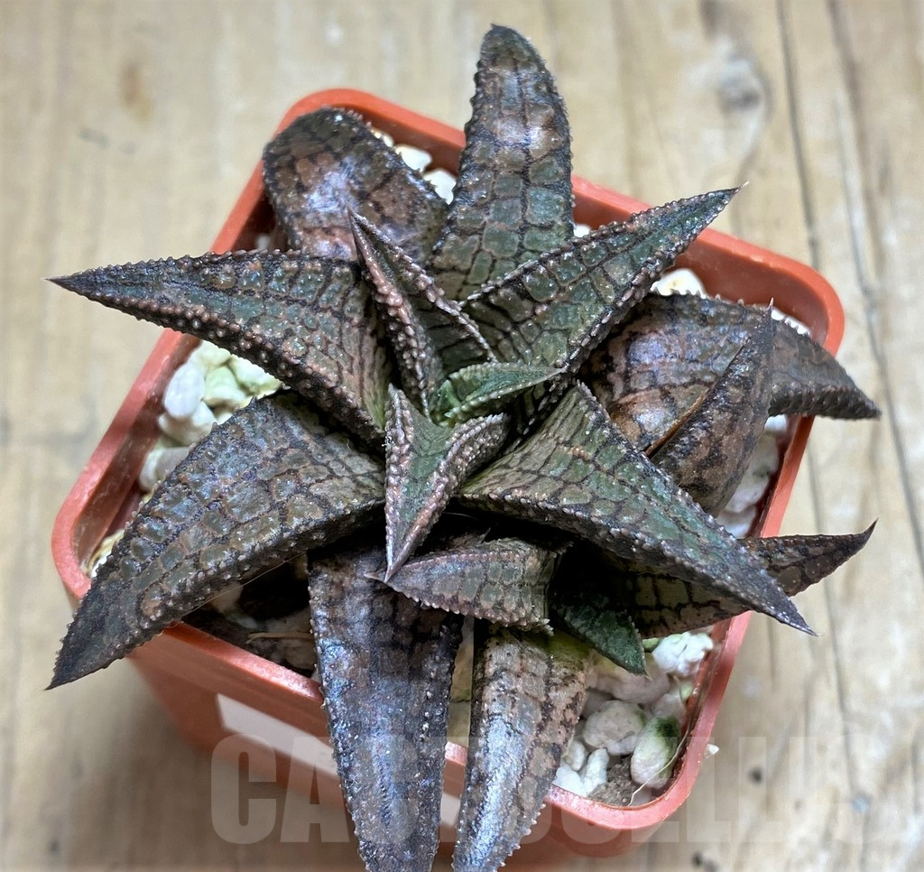 SHPR32076 Haworthia tesselata x koelmaniorum - immagine 2