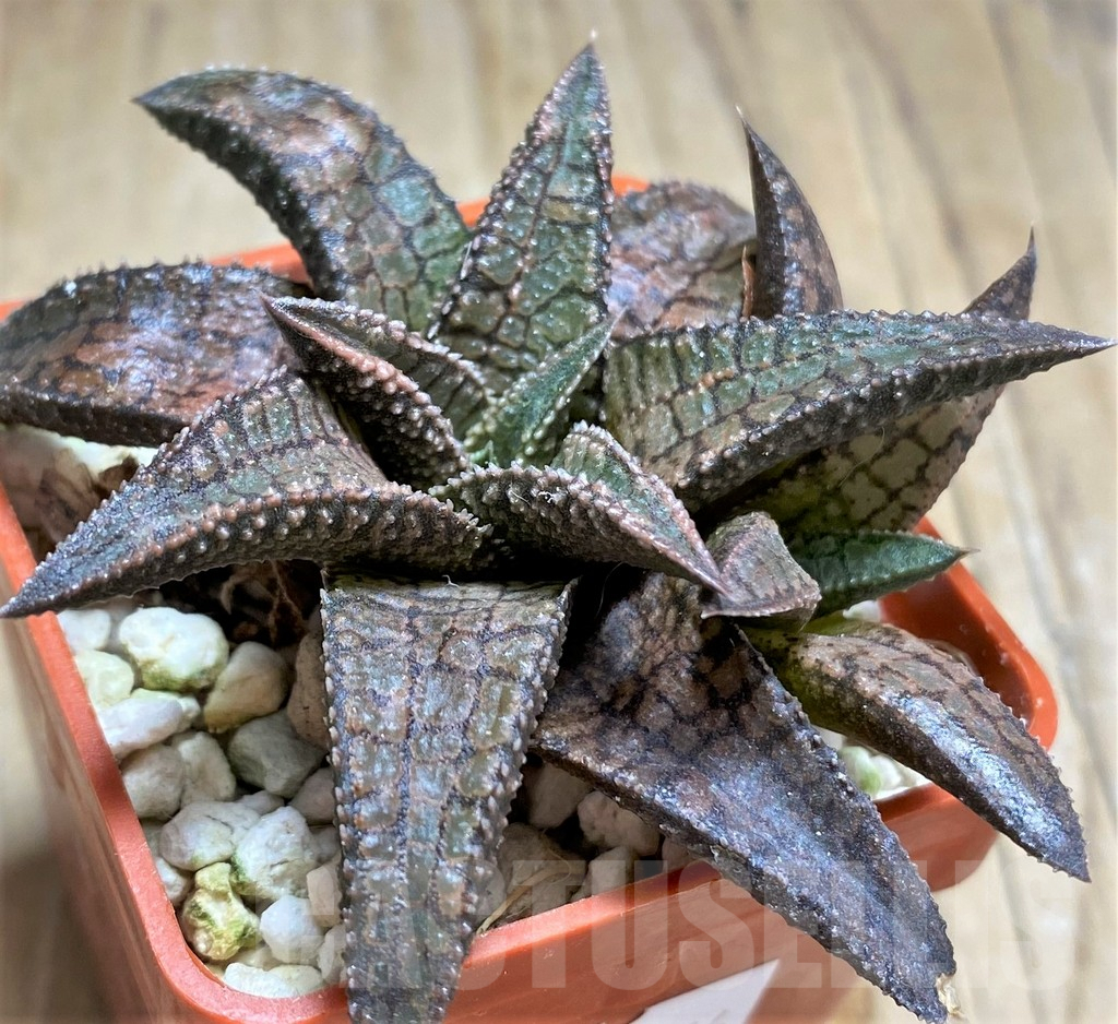 SHPR32076 Haworthia tesselata x koelmaniorum