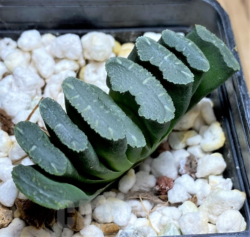 SHPR32078 Haworthia truncata -Japan-