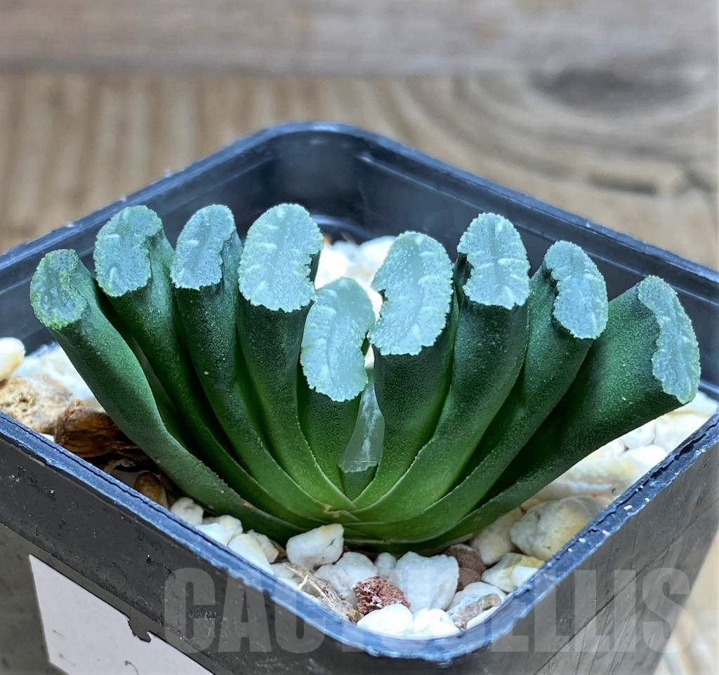 SHPR32078 Haworthia truncata -Japan- - Image 2