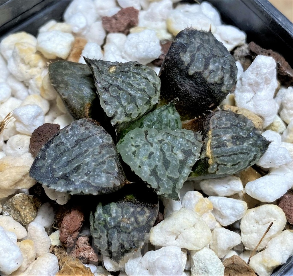 SHPR32081 Haworthia picta hybrid