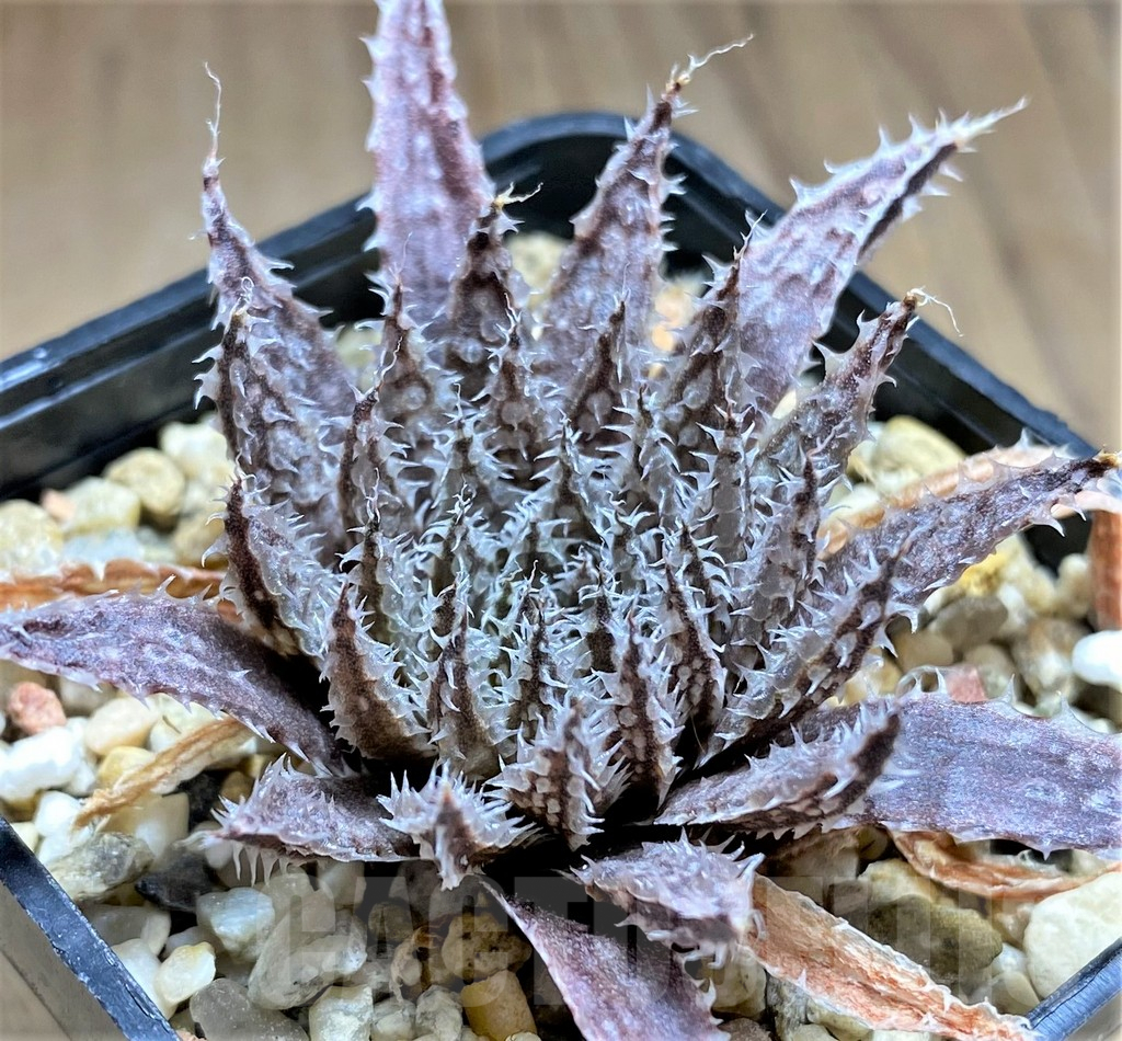 SHPR32082 Haworthia maraisii v. notabilis - Image 2