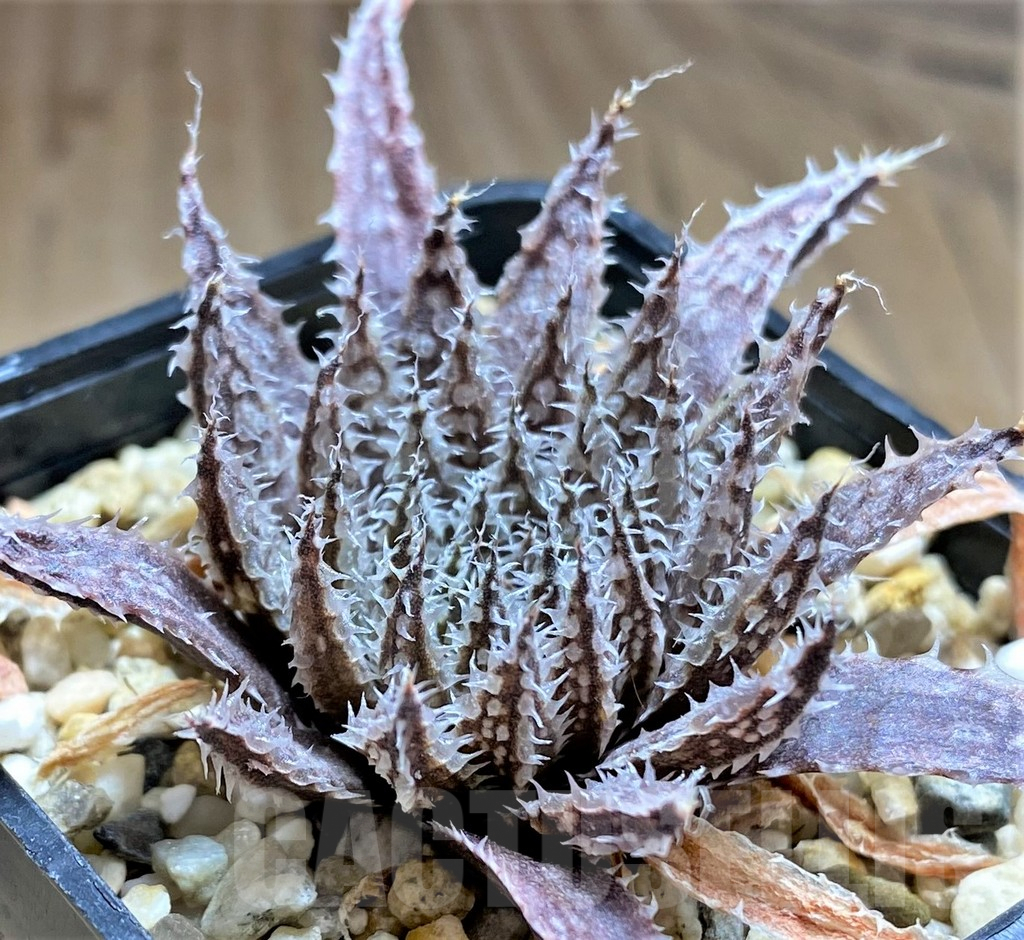 SHPR32082 Haworthia maraisii v. notabilis