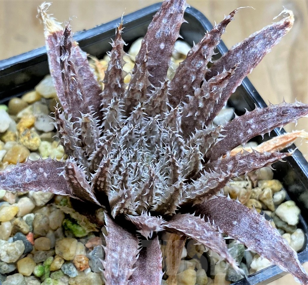 SHPR32083 Haworthia maraisii v. notabilis - Imagen 2