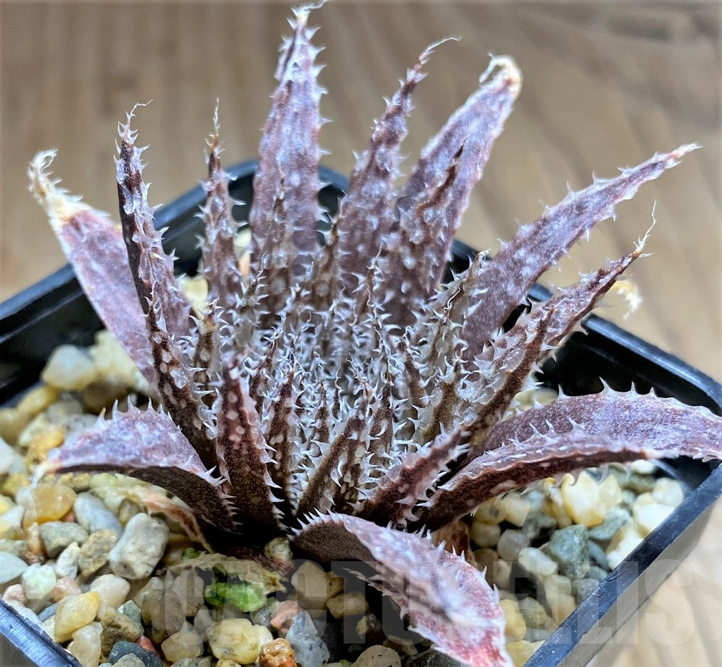 SHPR32083 Haworthia maraisii v. notabilis