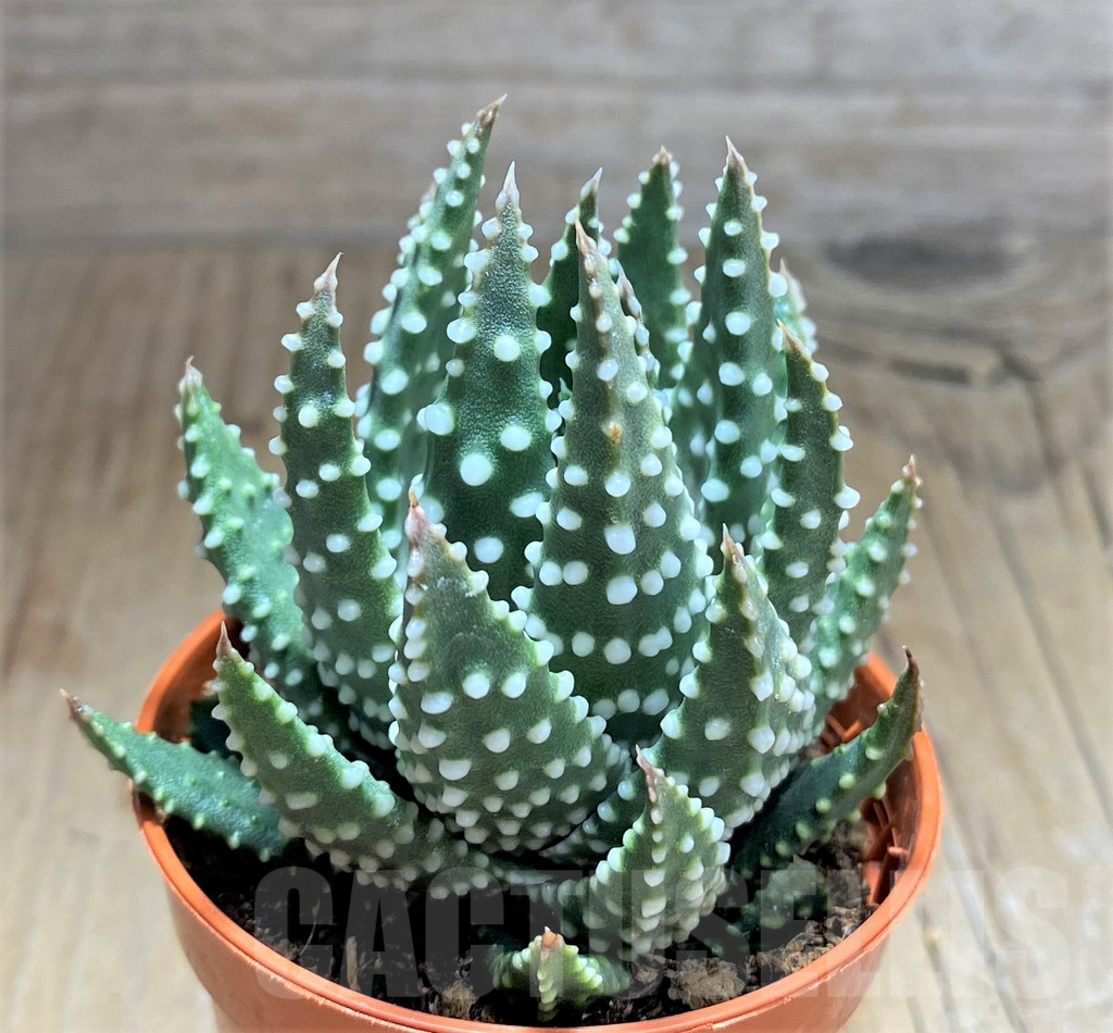 SHPR32085 Haworthia pumila - Imagen 2