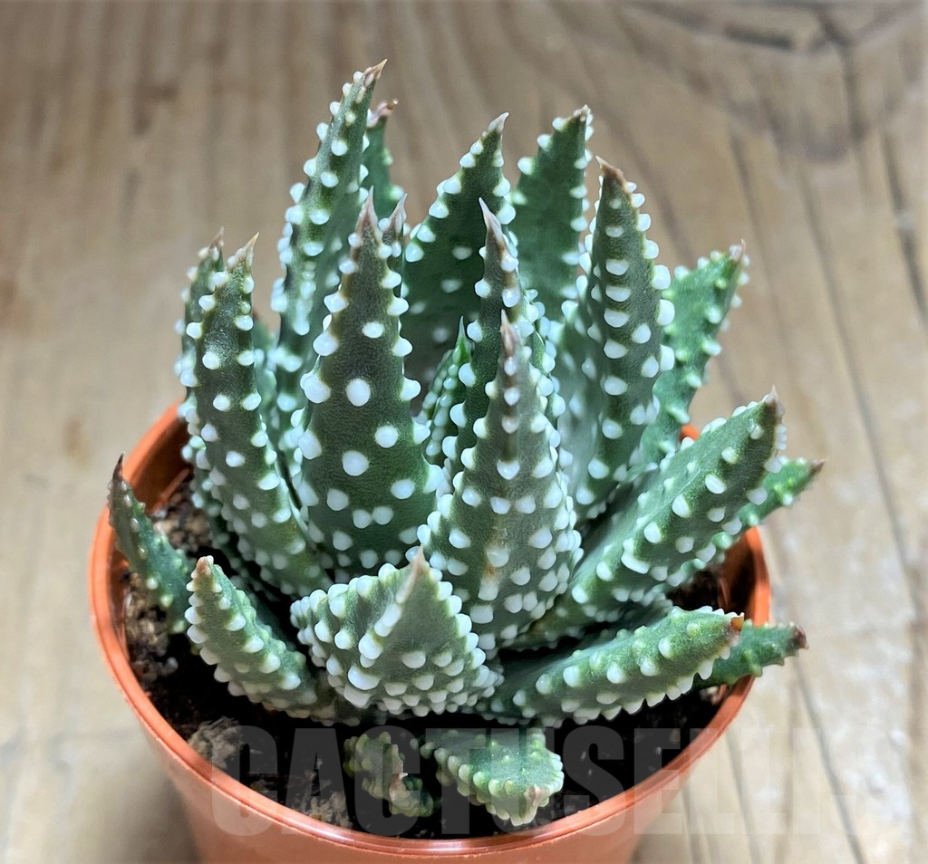 SHPR32085 Haworthia pumila