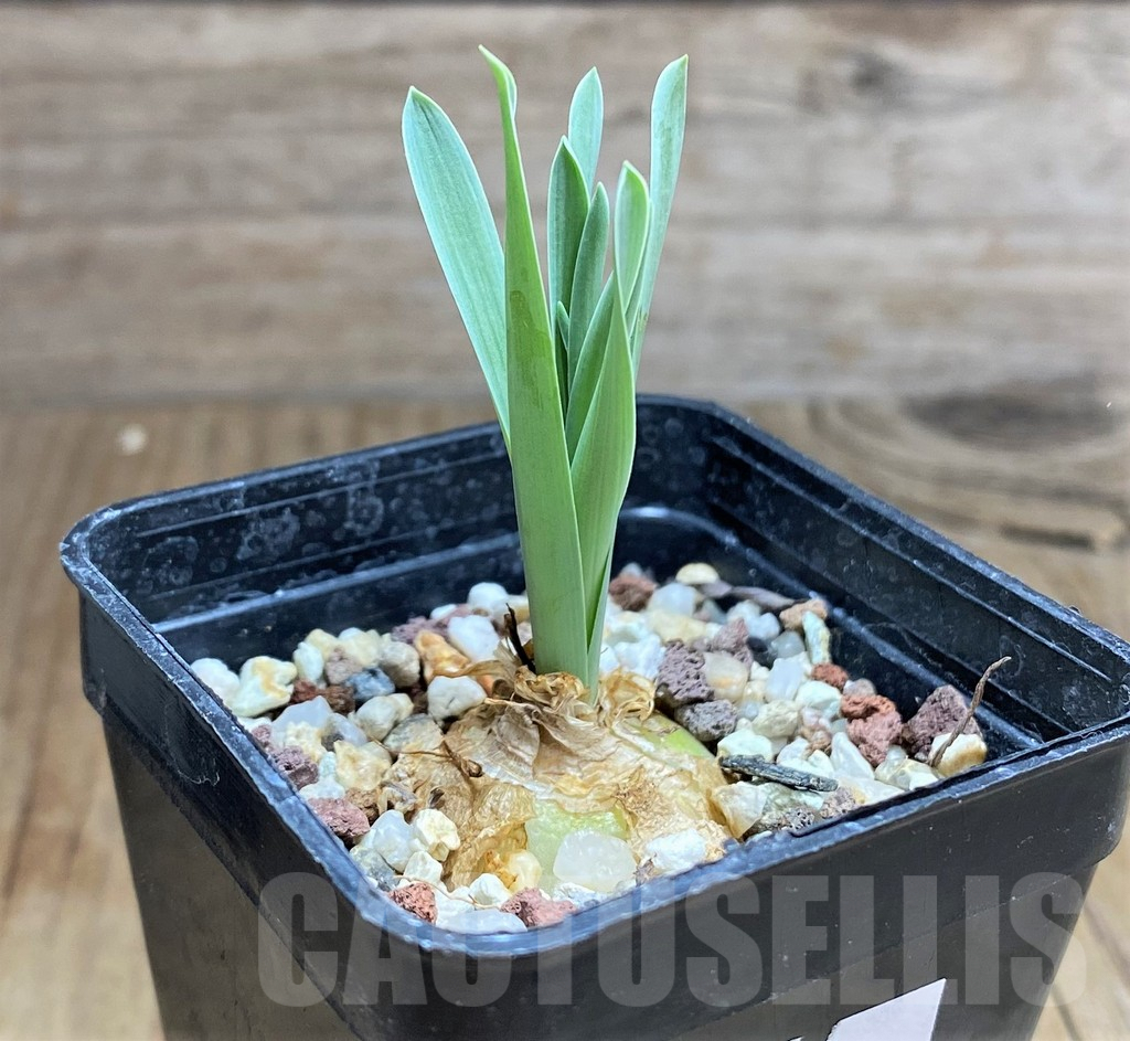 SHPR32086 Albuca concordiana