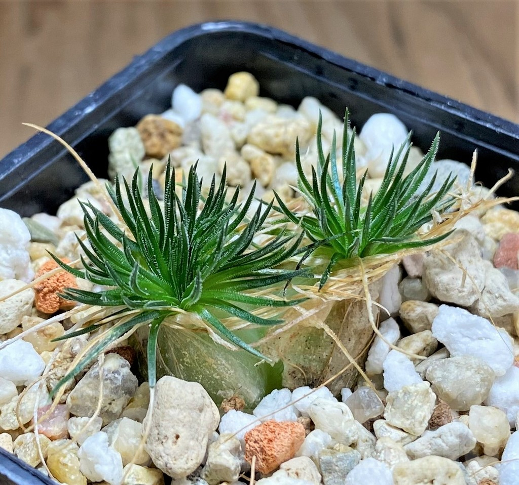 SHPR32087 Ornithogalum sardienii mini form